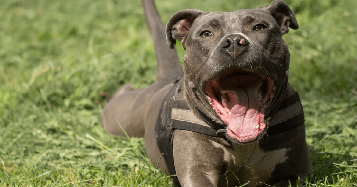 National Kill A Pit Bull Day