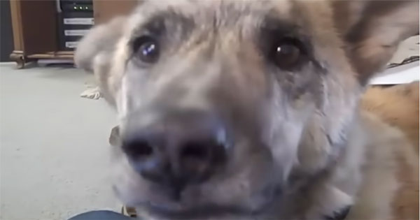 There was a time when a viral video meant something simple.